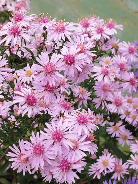   IZPĀRDOTS   Coombe Fishacre a. lateriflorus