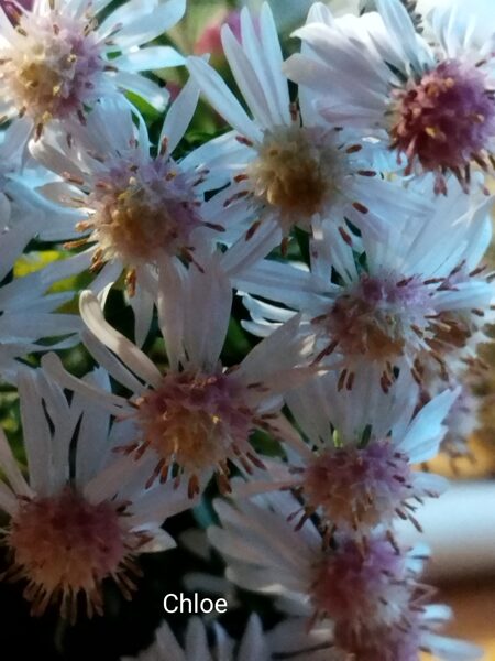 Chloe a. lateriflorus