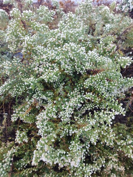 First Snow - aster ericoides  