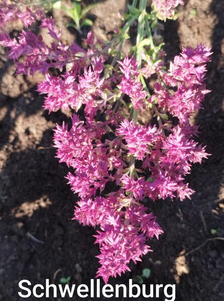 Schwellenburg   izcilā s.  salvia x superba 