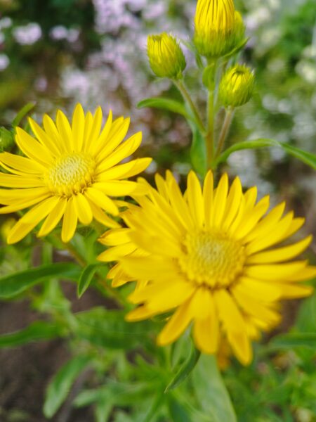 IZPĀRDOTS !!!!! Golden Sunshine  - aster  (syn. Heterotheca villosa) 