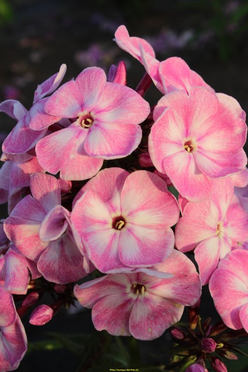 IZPĀRDOTS Younique Old Pink`  