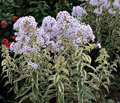 IZPĀRDOTS SOLD Nora Leight – syn. Darwin`s Joyce, Creme de Menthe