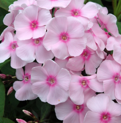 Sweet Summer Sensation, syn. Soft Pink  Ditosse,