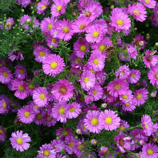 Newstars Glory aster novi-belgii