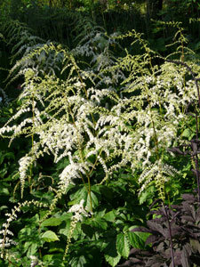 `Prof.van der Wielen` (a.thunbergii)