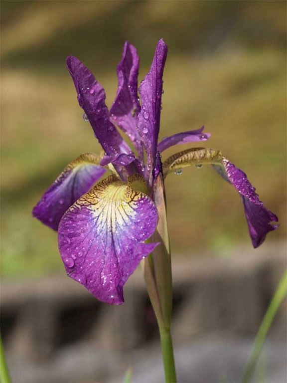  Sparkling Rose   Iris sibirica
