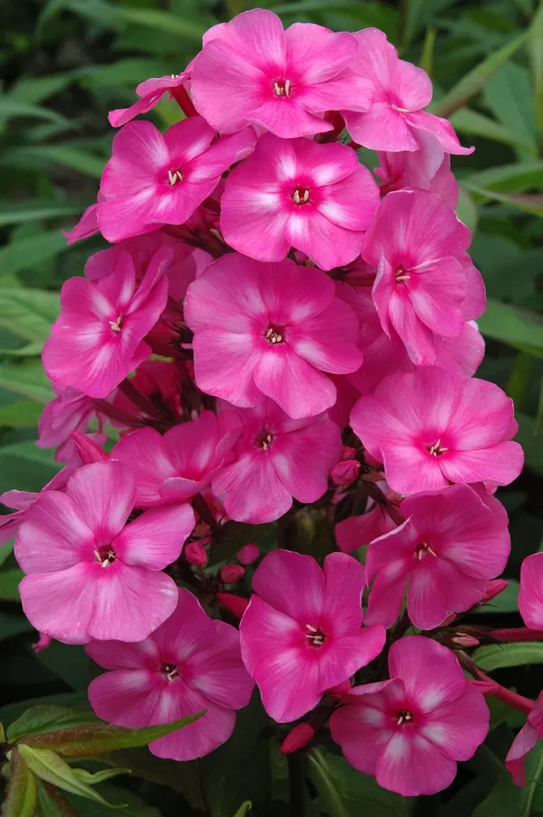 Phlox Younique Cerise